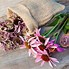 Image result for Echinacea purpurea Purity ®
