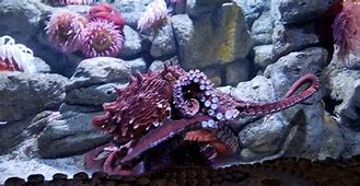 Image result for Octopus Aquarium