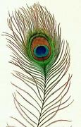 Image result for Blue Feather Drawing