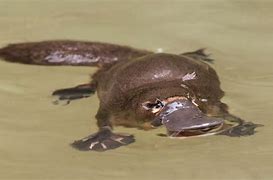 Image result for Real Platypus