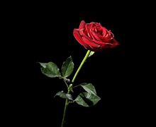 Image result for Black and White with Red Roses