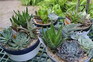 Image result for Succulent and Cactus Plants