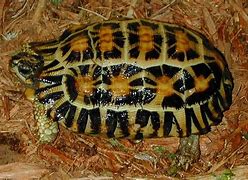 Image result for Pyxis arachnoides