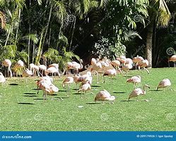 Image result for Pink Flamingo Parks