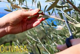 Image result for Olive Tree Cuttings