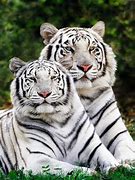 Image result for A Unicorn Tiger in Real Life