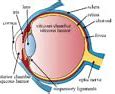 Image result for Layers of Optic Retina