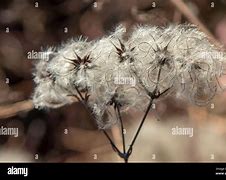 Image result for Clematis Seed Heads in Winter