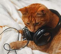 Image result for Cat Listening to Music