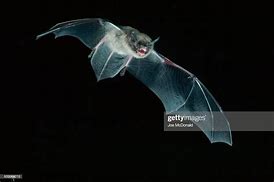 Image result for Little Brown Bat In-Flight