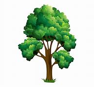 Image result for Realistic Tree Clip Art
