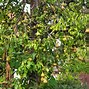 Image result for Pear Plant