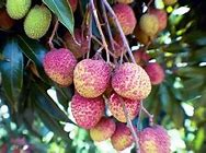 Image result for IPS Fruits