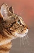 Image result for Cat Face Profile