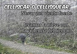 Image result for cellisquear