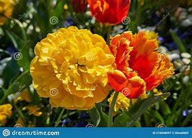Image result for Different Types of Tulips