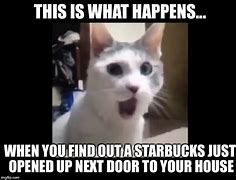 Image result for Starbucks Cat Meme