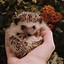 Image result for Spiky Hedgehog