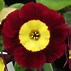Résultat d’images pour Primula auricula Vulcan