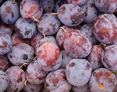 Image result for Pluots Plums