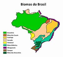 Image result for Biomas Do Brasil