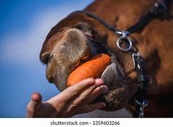 Image result for Horse with Open Mouth Eating Carrot