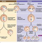 Image result for Process of Mitosis Vs. Meiosis