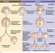Image result for Mitosis vs Meiosis in Plants
