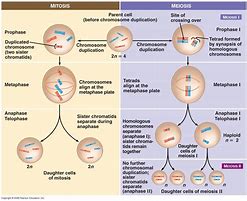 Image result for Meiosis vs Mitosis Comparison Chart