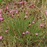 Image result for Dianthus carthusianorum var. humilis