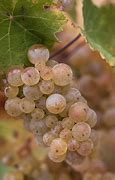 Image result for Yineyard Grapes