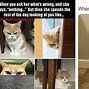 Image result for Cute Cat Memes 2020