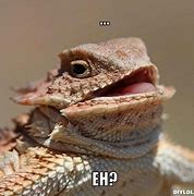 Image result for Meme Angry Lizard