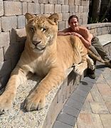 Image result for The World's Biggest Cat the Universe