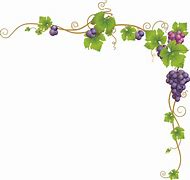 Image result for Grape Vine and Branches