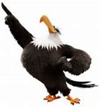 Image result for Eagles the Bird