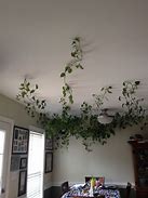 Image result for Vines Decor