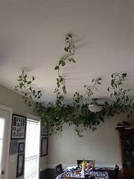 Image result for Hanging Vines Plants Pinterest