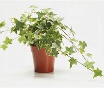 Image result for Indoor Ivy Plant Care