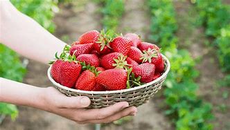 Image result for Group Picking of Strawberries