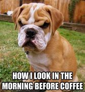 Image result for Coffee Meme Animals