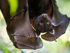 Image result for Fruit Bat Meme