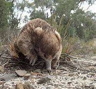 Image result for Echidna Pouch