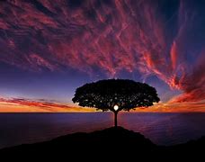 Image result for Apple Tree Sunset Image