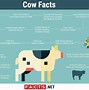 Image result for Cow Facts