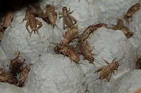Image result for 1000 Crickets