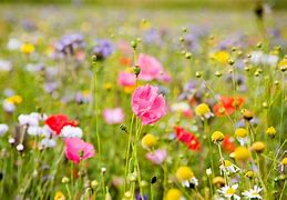 Image result for Imgaes of Cute Wildflower Phone Case