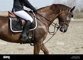 Image result for Dressage Horse and Rider Hi Res Image