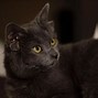 Image result for Cat with 4 Ears