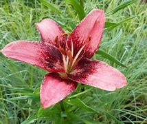 Lilium Purple Dream के लिए छवि परिणाम